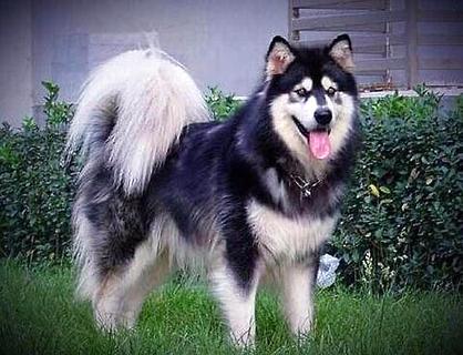 狗狗訓(xùn)練學(xué)校有用嗎？都訓(xùn)練什么項(xiàng)目？